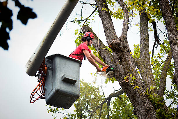 Reliable Breese, IL Tree Removal and Landscaping Services Solutions